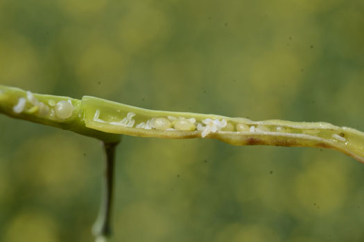 Kohlschotengallmücke (Dasineura brassicae)