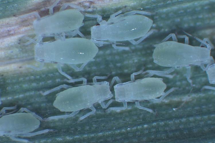 Bleiche Getreideblattlaus (Metopolophium dirhodum) Weizen