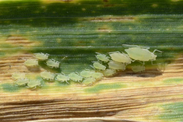 Bleiche Getreideblattlaus (Metopolophium dirhodum) Weizen