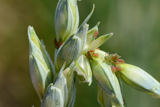 Grosse Getreideblattlaus (Sitobion avenae)