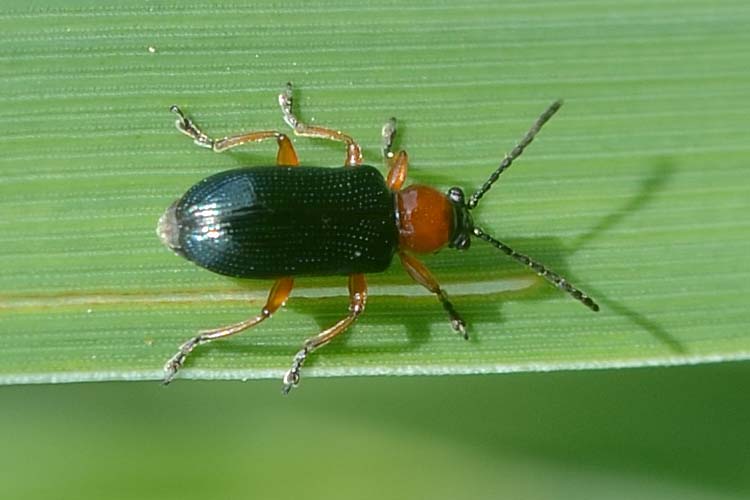 Getreidehähnchen an Weizen (Oulema melanopus)  Käfer