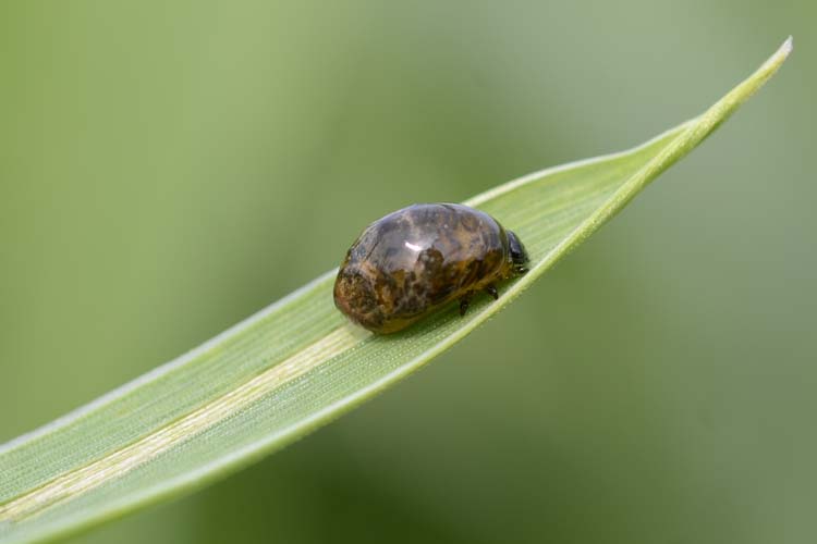 Getreidehähnchen an Weizen (Oulema melanopus)  Larve