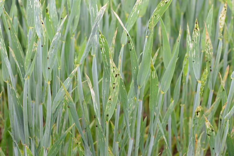 Getreidehähnchen an Weizen (Oulema melanopus) Schadbild der Larven