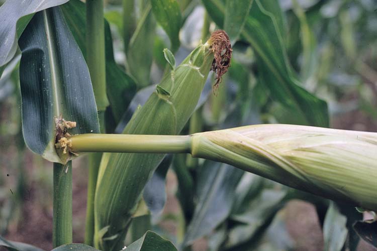 Maiszünsler (Ostrinia nubilialis) Mais
