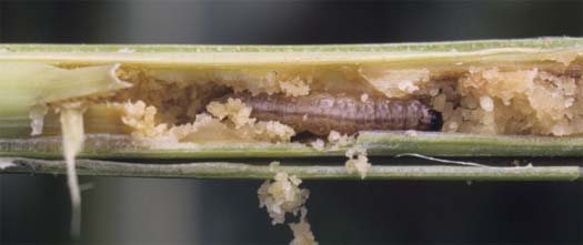 Maiszünsler (Ostrinia nubilialis) an Mais (Zea mays): Larve