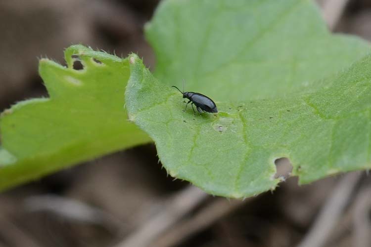 Rapserdfloh (Psylliodes chrysocephala) Käfer