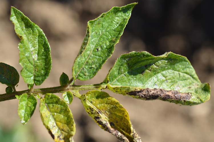 Blattläuse an Kartoffeln (Myzus persicae, Aphis nasturtii und andere Arten)