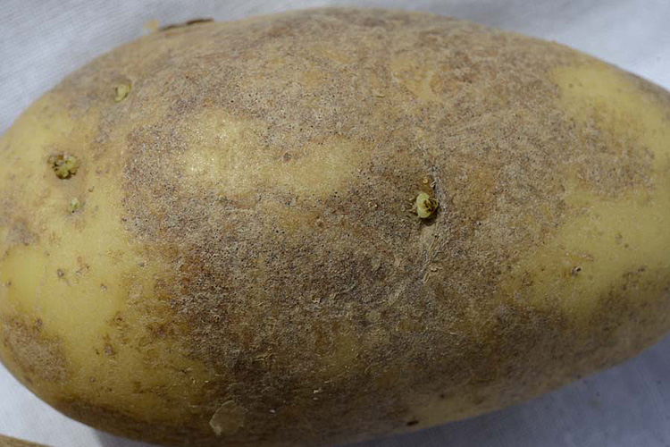Colletotrichum Welke (Colletotrichum coccodes) an Kartoffeln