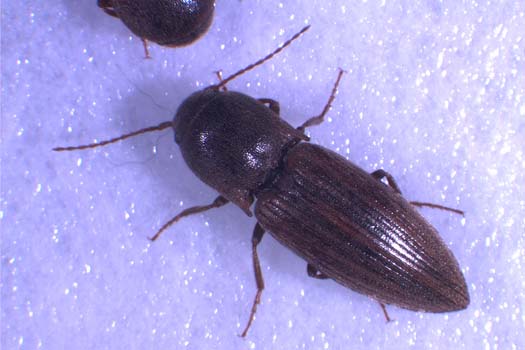 Schnellkäfer (Agriotes lineatus)