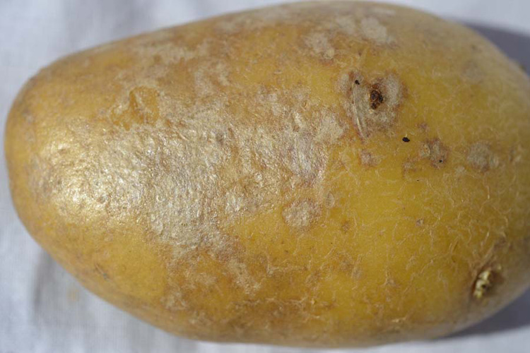 Silberschorf (Helminthosporium solani) an Kartoffeln