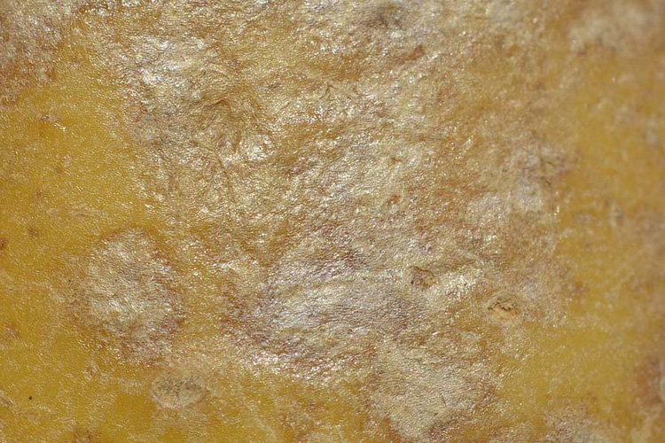 Silberschorf (Helminthosporium solani) an Kartoffeln