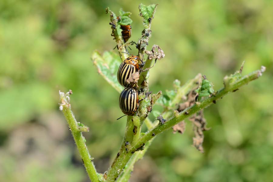 Schädlinge an Pflanzen » Diese Käfer richten Schaden an