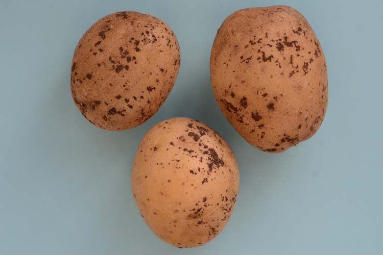 Kartoffelpocken (Rhizoctonia solani)