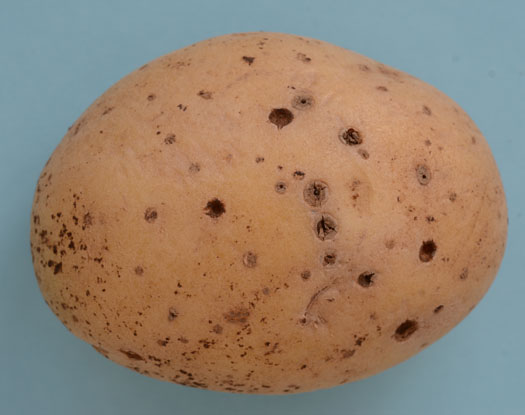 Dry-core (Rhizoctonia solani) an Kartoffelknollen