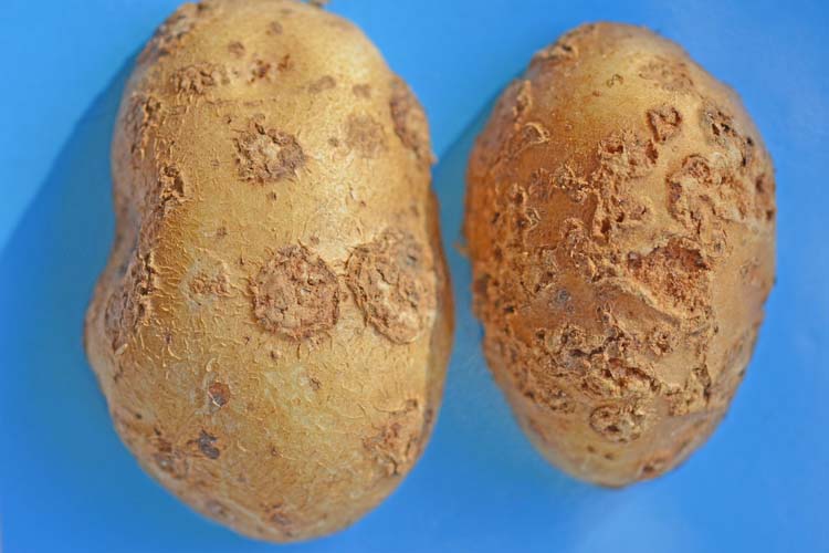 Kartoffelschorf (Streptomyces spp) Kartoffeln