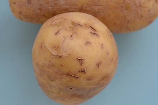 ABC Virus, Kartoffelknolle