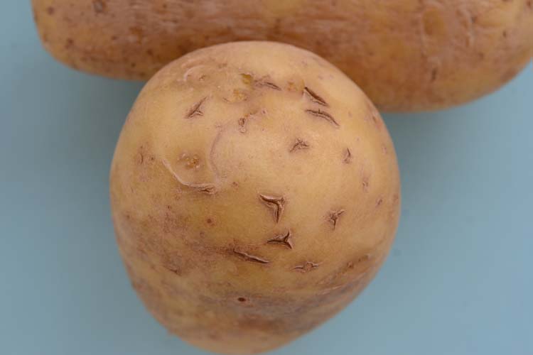 ABC Virus an Kartoffeln