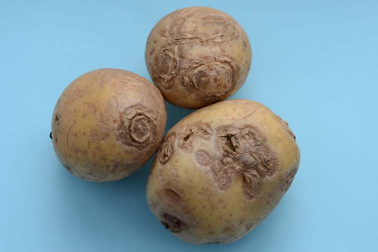Ringnekrosen an Kartoffeln Virus PVY NTN