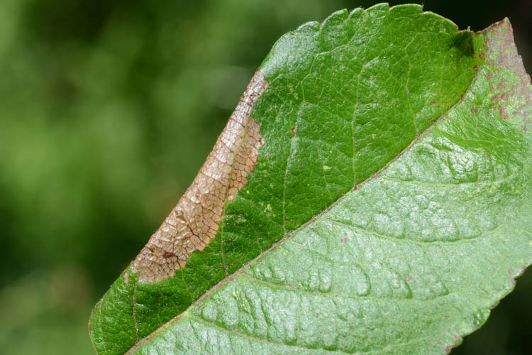 Apfelblattrandmotte (Callisto denticulella) an Apfelblättern