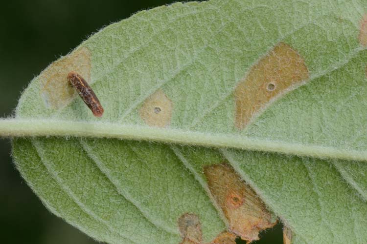 Sackträgermotte (Coleophora sp.) an Apfel