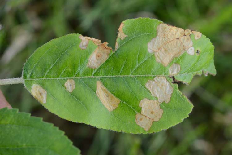 Sackträgermotte (Coleophora sp.) an Apfel