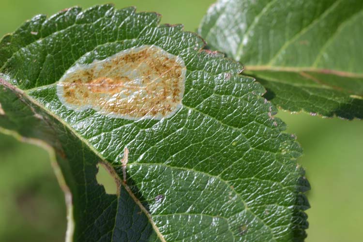 Haselminiermotte (Phyllonorycter corylifoliella) Blattminierer an Apfel