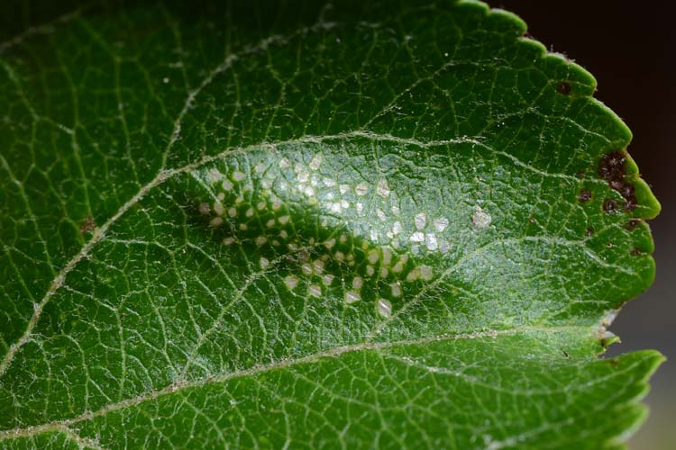 Faltenminiermotte (Phyllonorycter blancardella) an Apfelblättern