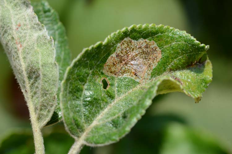 Haselminiermotte Phyllonorycter corylifoliella) Blattminierer an Apfel