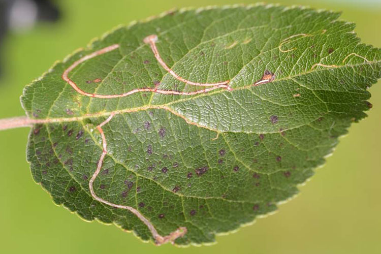 Schlangenminiermotte (Lyonetia clerkella) an Apfel