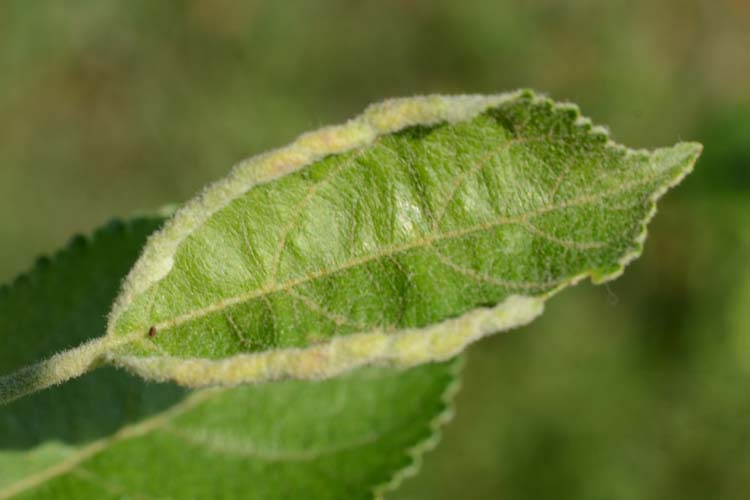 Apfelblattgallmücke (Dasineura mali) an Apfel