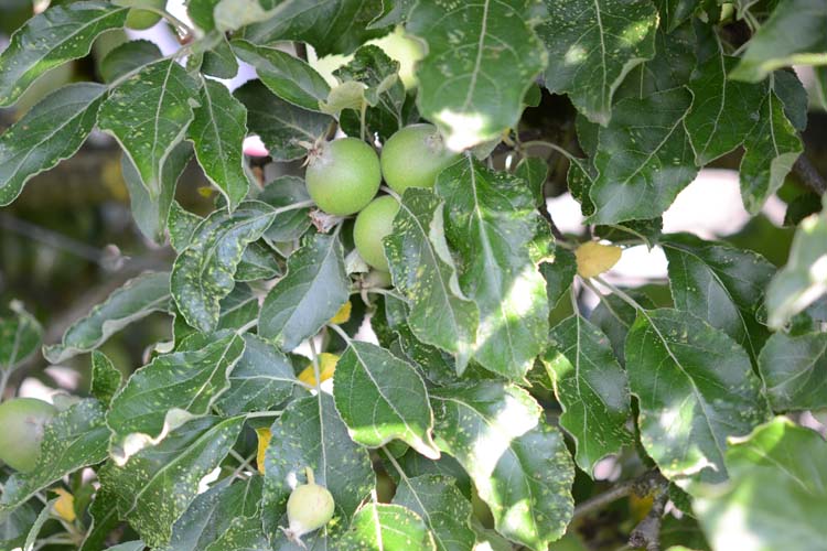 Apfelpockenmilben (Eriophyes mali) an Apfel