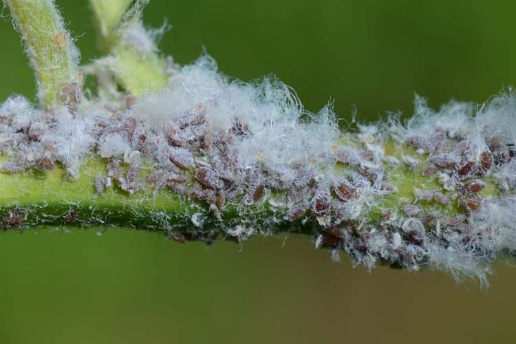 Blutlaus (Eriosoma lanigerum) auf Apfelbaum