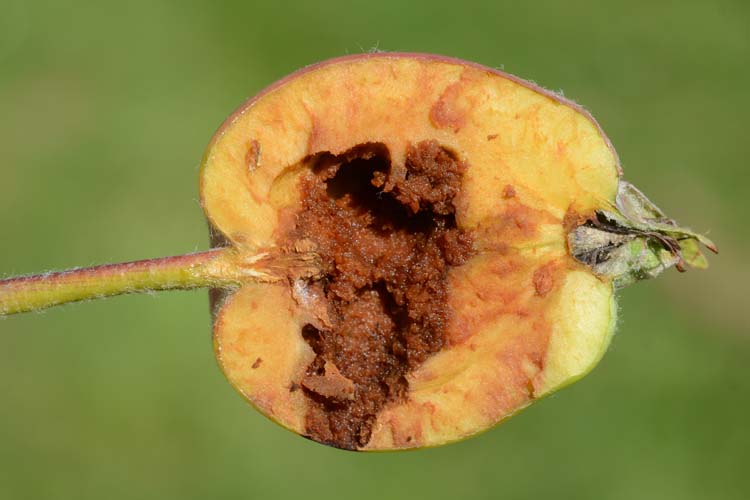 Apfelsägewespe (Holocampa testudinea)