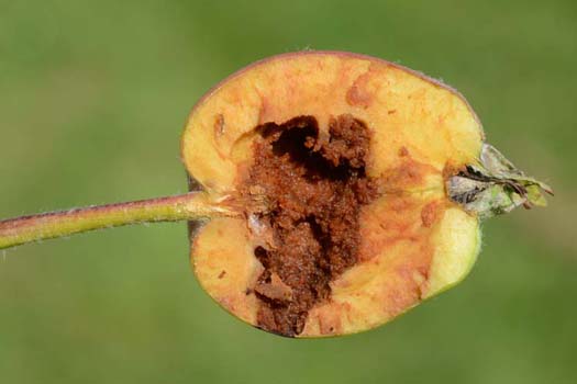 Apfelsägewesep (Hoplocampa testudinea) 