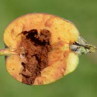 Apfelsägewespe (Hoplocampa testudinea)