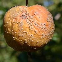 Fruchtmonilia (Monilinia fructigena, M. laxa)