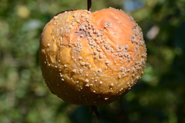 Fruchtmonilia (Monilia spp.)
