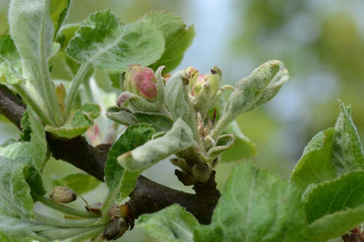 Echter Mehltau des Apfels (Podosphaera leucotricha)