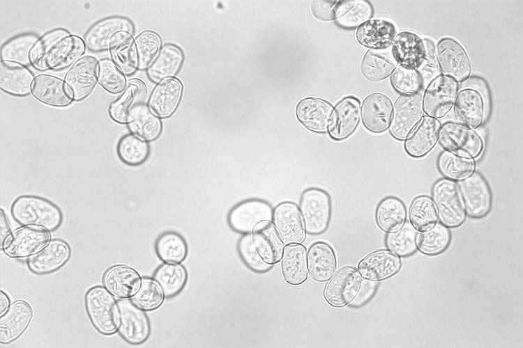 Echter Mehltau des Apfels (Podosphaera leucotricha) Konidien