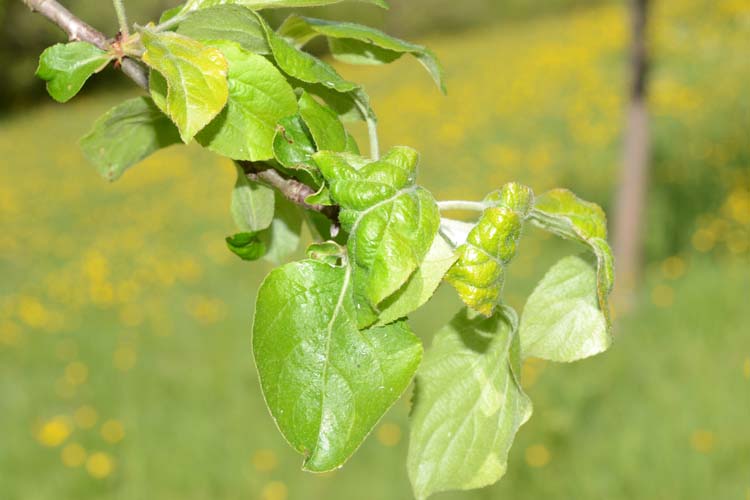 Apfelgraslaus (Rhopalosiphum insertum) an Apfel, Blattrollungen
