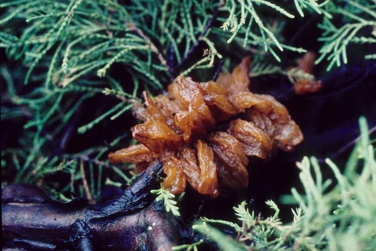Birnengitterrost (Gymnosporangium sabinae) Teleutosporenlager