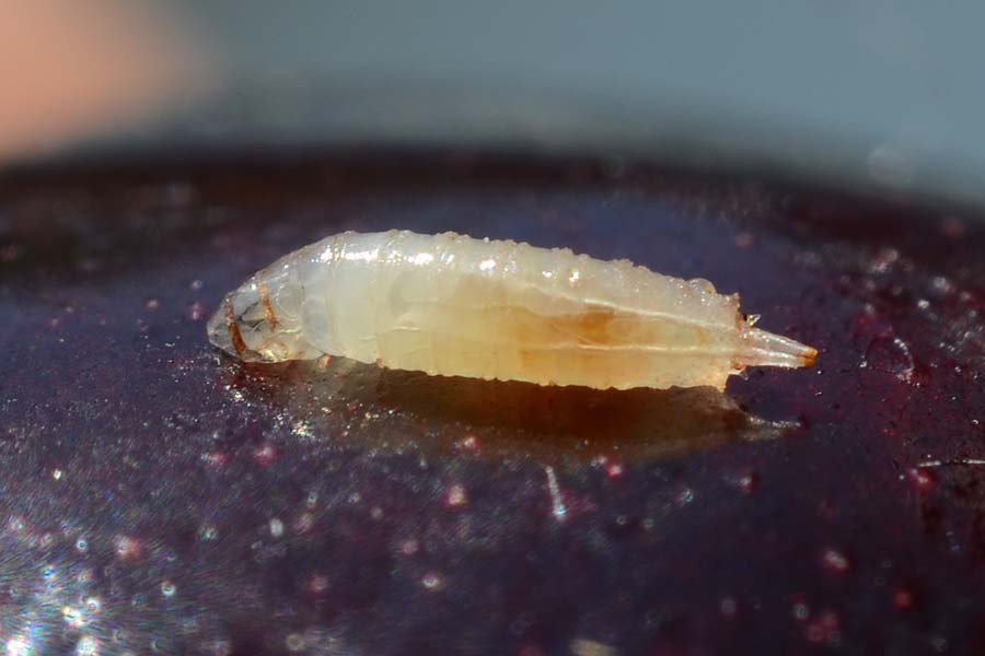 Kirschessigfliege (Drosophila suzukii) an Kirschen