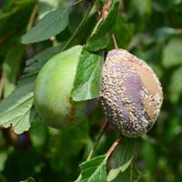 Fruchtfäule an Zwetschge (Monilia laxa)