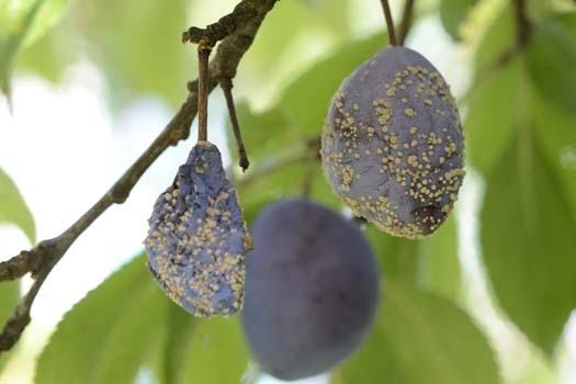 Fruchtfäule an Zwetschgen (Monilinia fructigena)