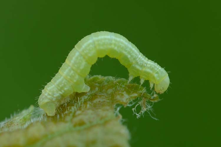 Kleiner Frostspanner (Operophtera brumata) an Zwetschge