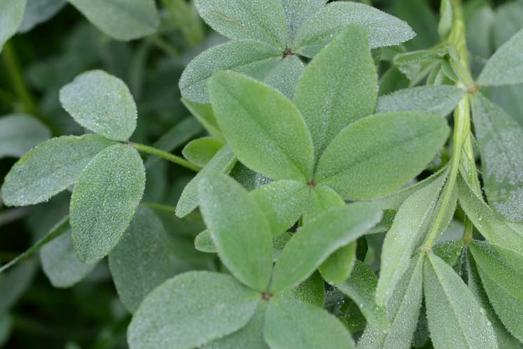 Alexandrinerklee (Trifolium alexandrinum)