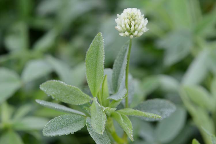 Alexandrinerklee (Trifolium alexandrinum)