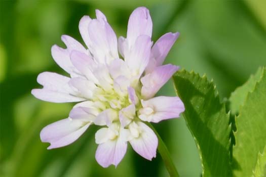 Perserklee (Trifolium resupinatum)