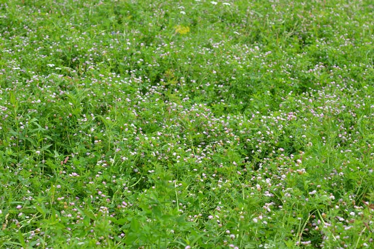 Perserklee (Trifolium resupinatum)