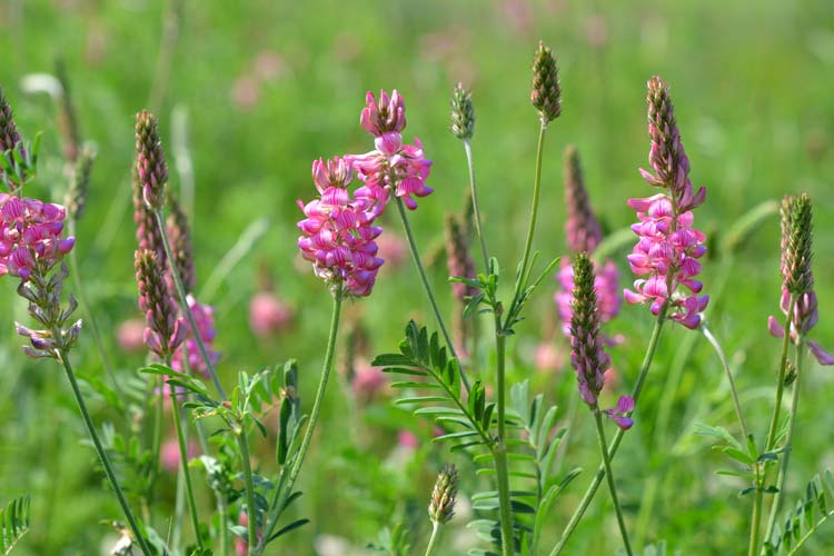 Esparsette (Onobrychis viciifolia)